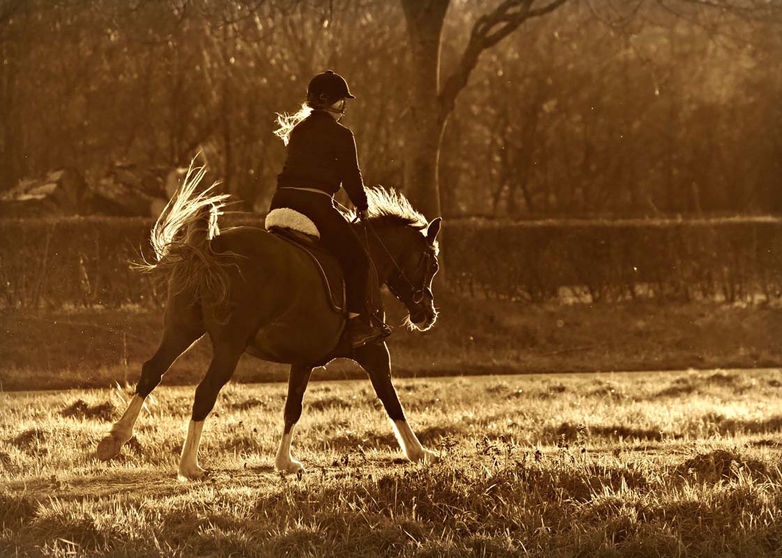Reiten: die digitale Stallverwaltung für Reitanlagen